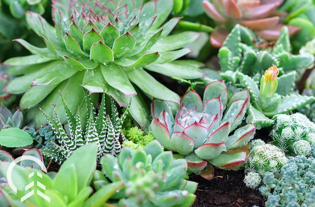 !!Different Types of Rainwater Terrarium!!