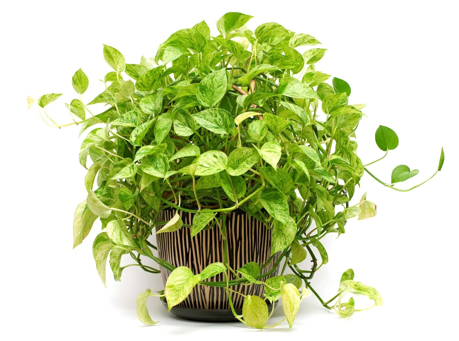 !!Different Types of Rainwater Terrarium!!