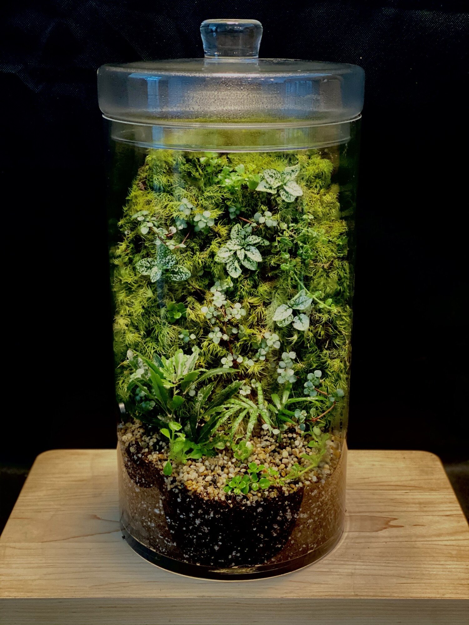 !!Different Types of Rainwater Terrarium!!