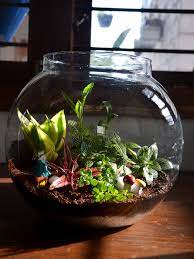 !!Different Types of Rainwater Terrarium!!