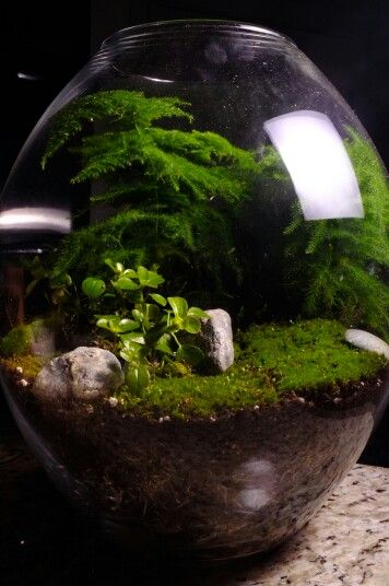 !!Different Types of Rainwater Terrarium!!