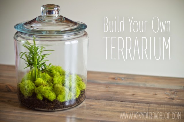 !!Different Types of Rainwater Terrarium!!