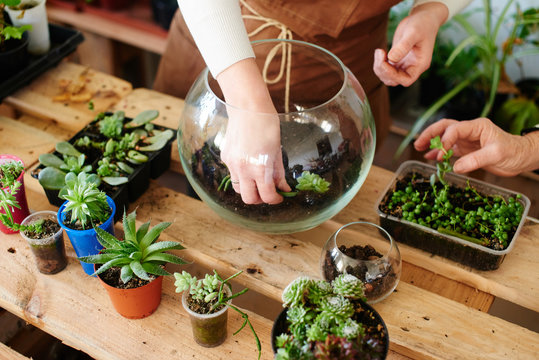 !!Different Types of Rainwater Terrarium!!